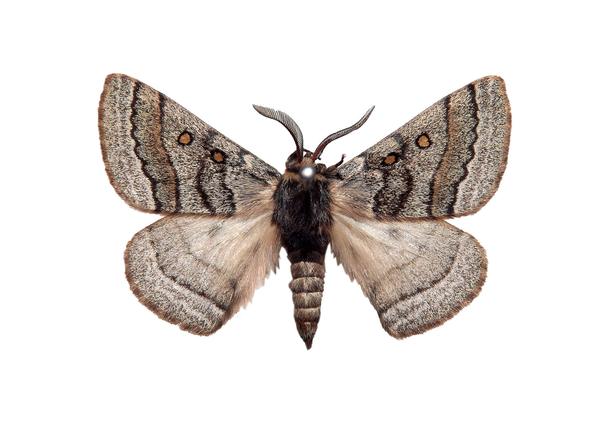 Image of Anthela tetraphrica Turner 1921