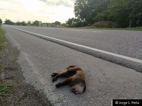 Image of varied capuchin