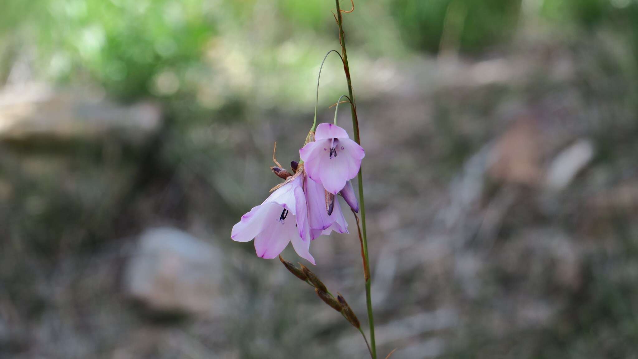 Plancia ëd Dierama pendulum (L. fil.) Baker