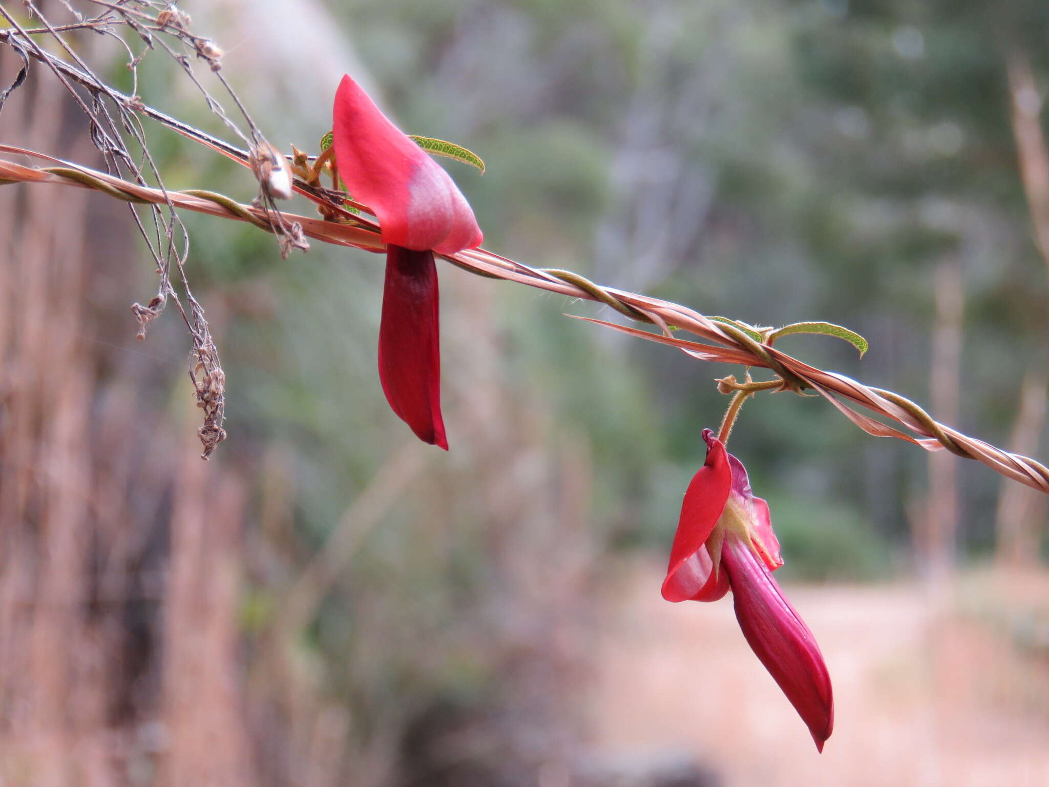 Image of Kennedia rubicunda Vent.