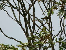 Image of Blue-capped Tanager