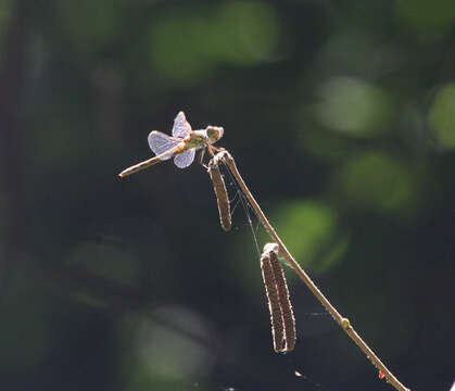 Image of <i>Sympetrum <i>striolatum</i></i> striolatum