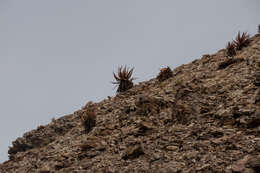 Image of Aloe gariepensis Pillans