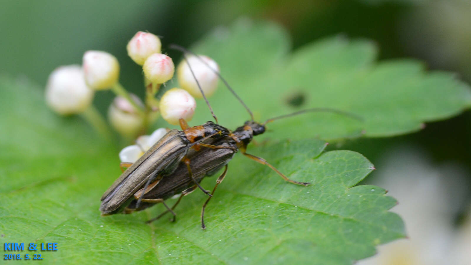 Image of <i>Oedemera amurensis</i>