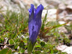 Image of Gentiana alpina Vill.