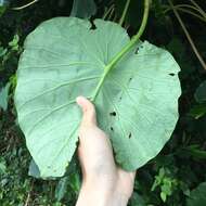 Image of Homalanthus fastuosus (Linden) Fern.-Vill.