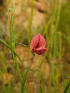 Psoralea implexa C. H. Stirt.的圖片