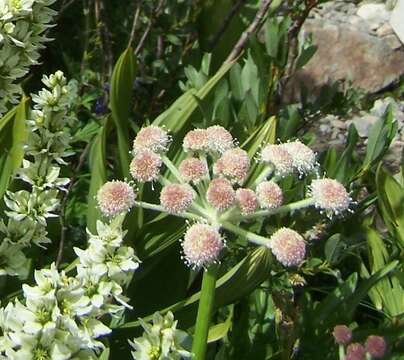 Image of Swamp Whiteheads