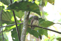 Image of Chestnut-backed Owlet