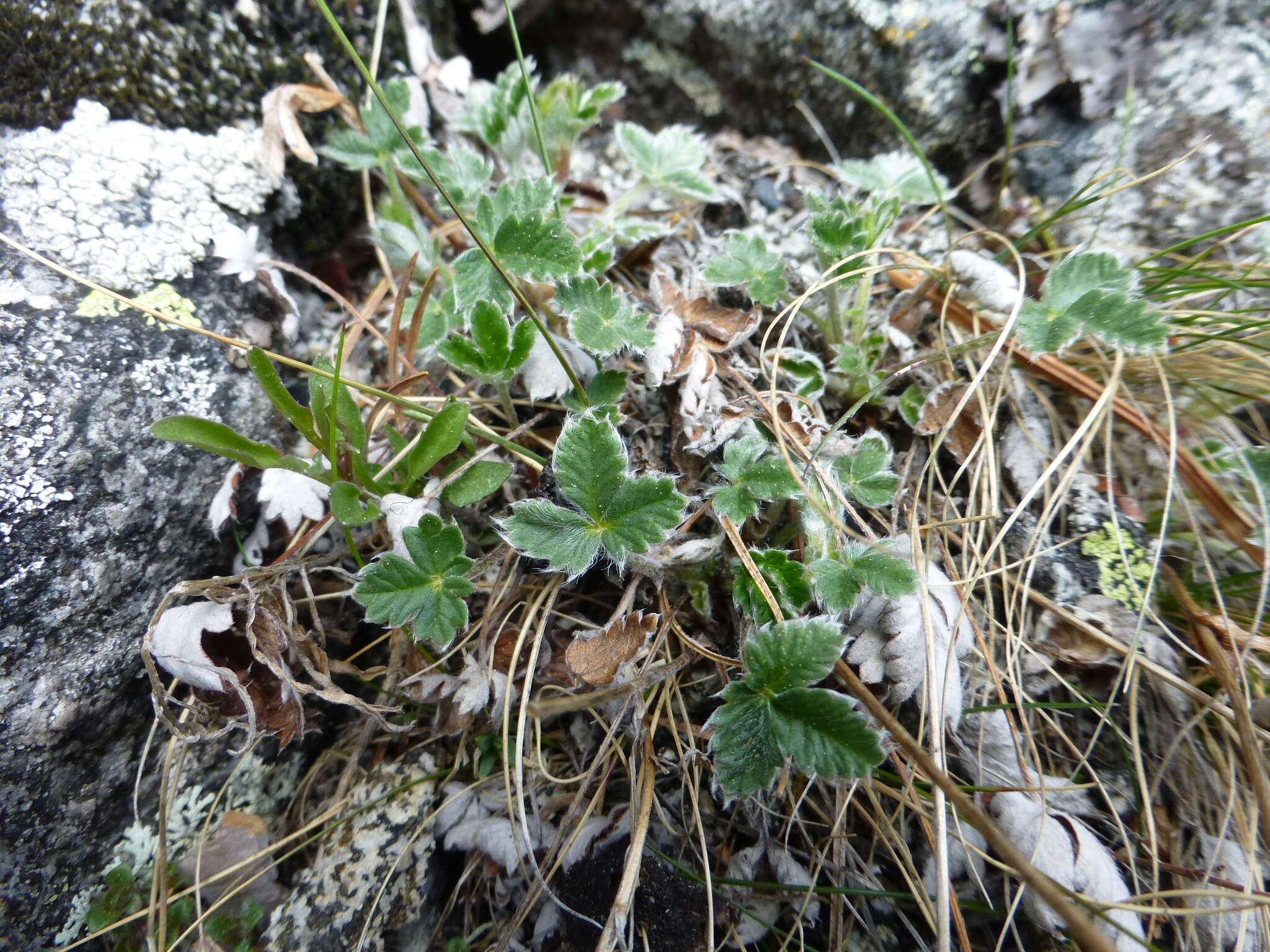 Image of snow cinquefoil