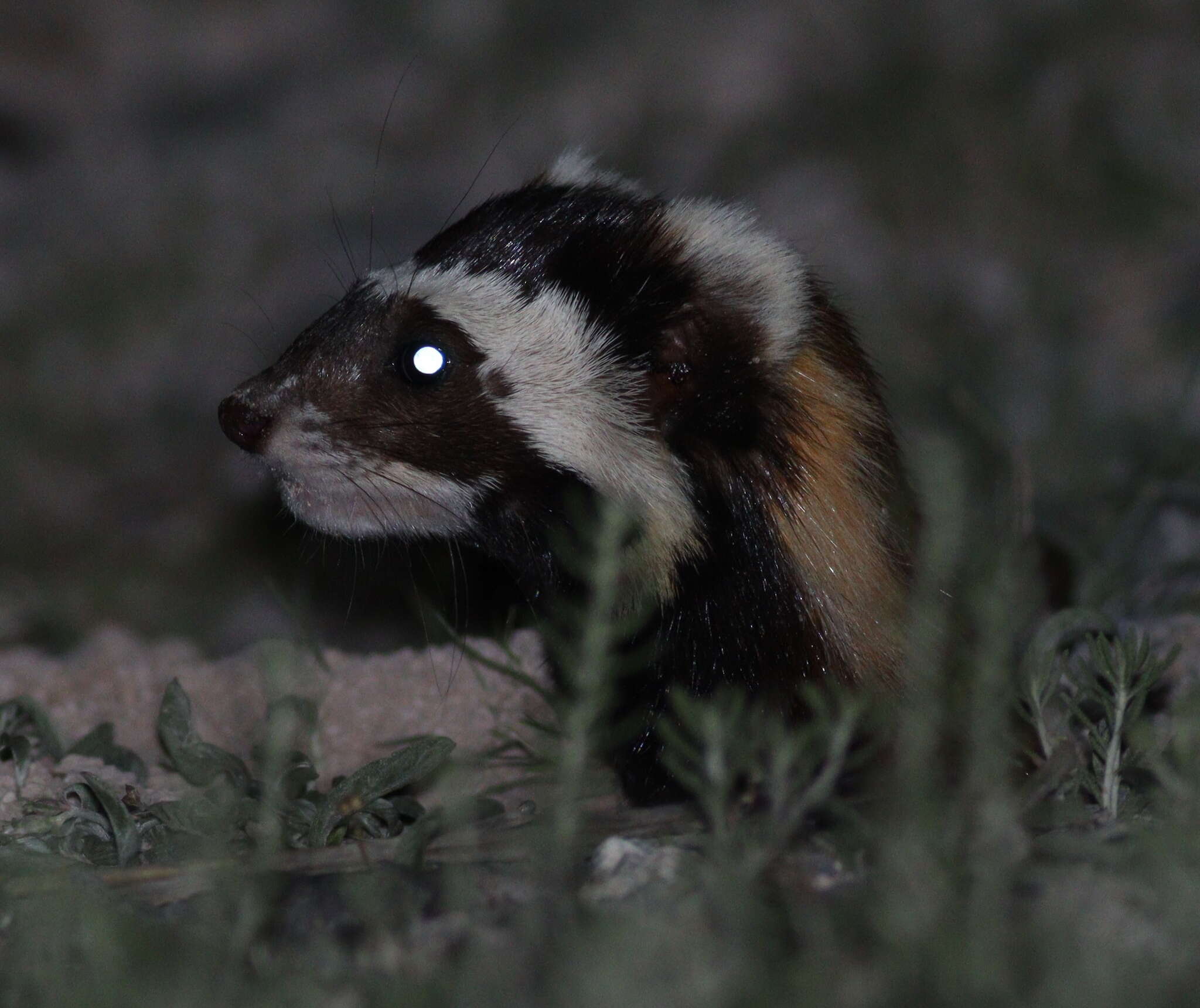 Image of Marbled Polecats