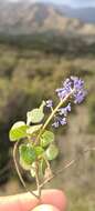 Image of woolyleaf ceanothus