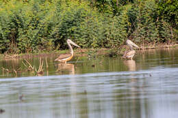 Image of Grey Pelican