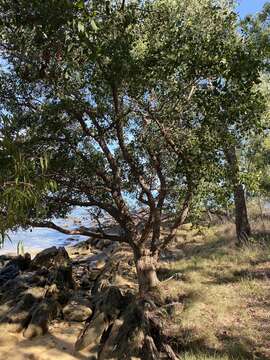 Image of Acacia oraria F. Muell.