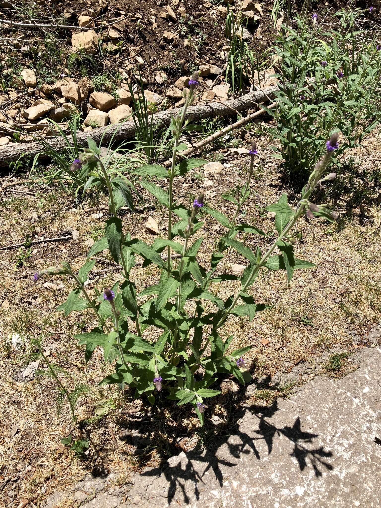 Image de Verbena macdougalii A. Heller