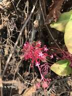 Image of Vasconcellea parviflora A. DC.