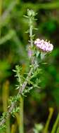 Image of Metalasia rogersii S. Moore