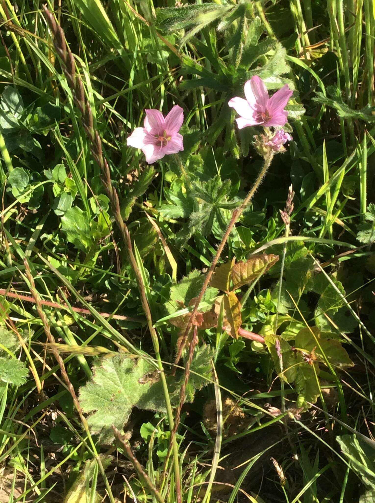 Imagem de Sidalcea malviflora subsp. malviflora