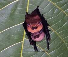 Image of Dark Sheath-tailed Bat