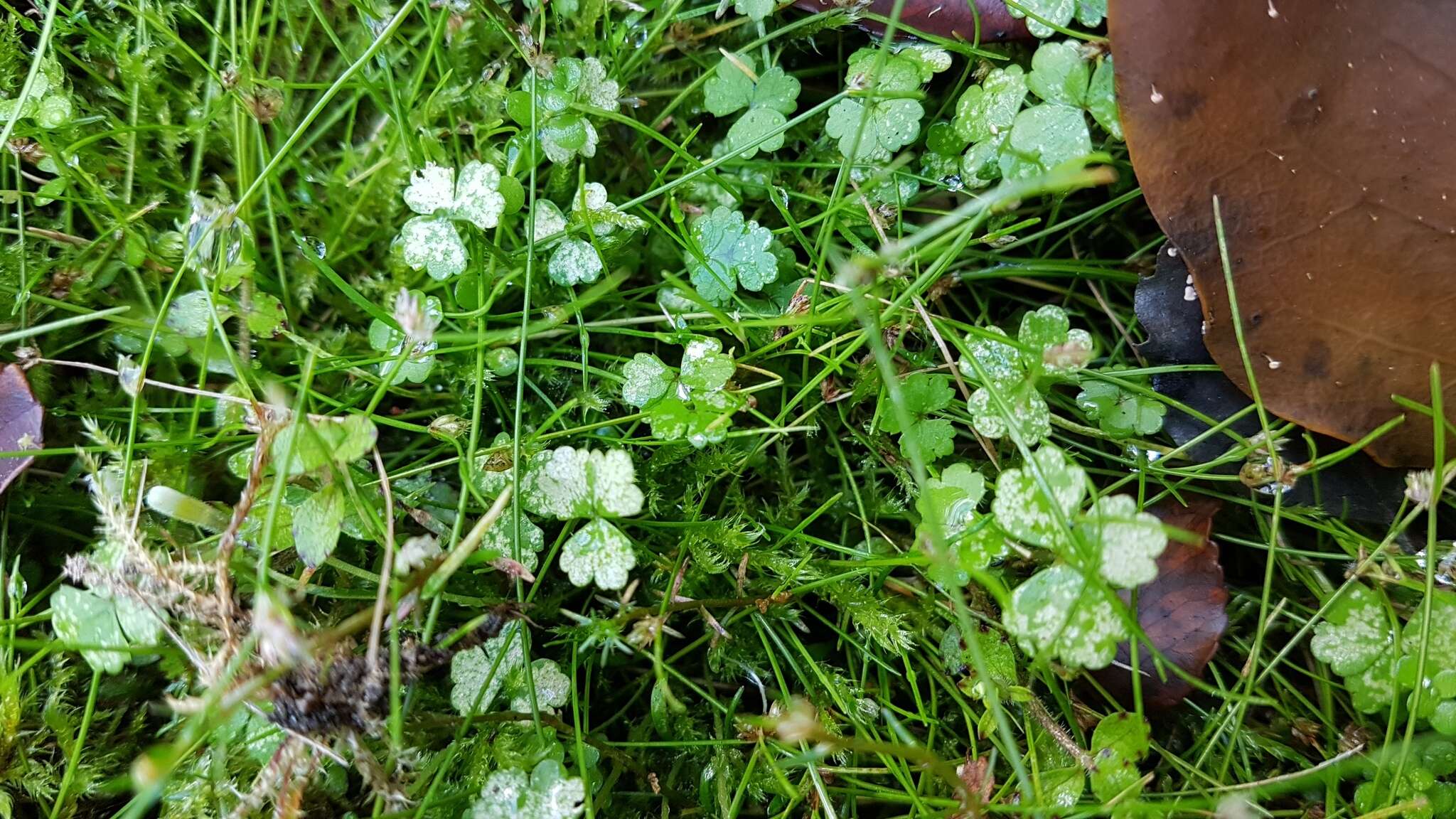 Imagem de Hydrocotyle sulcata C. J. Webb & P. N. Johnson