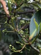 Image de Maytenus laxiflora Triana & Planch.