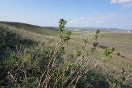 صورة Astragalus albicaulis DC.