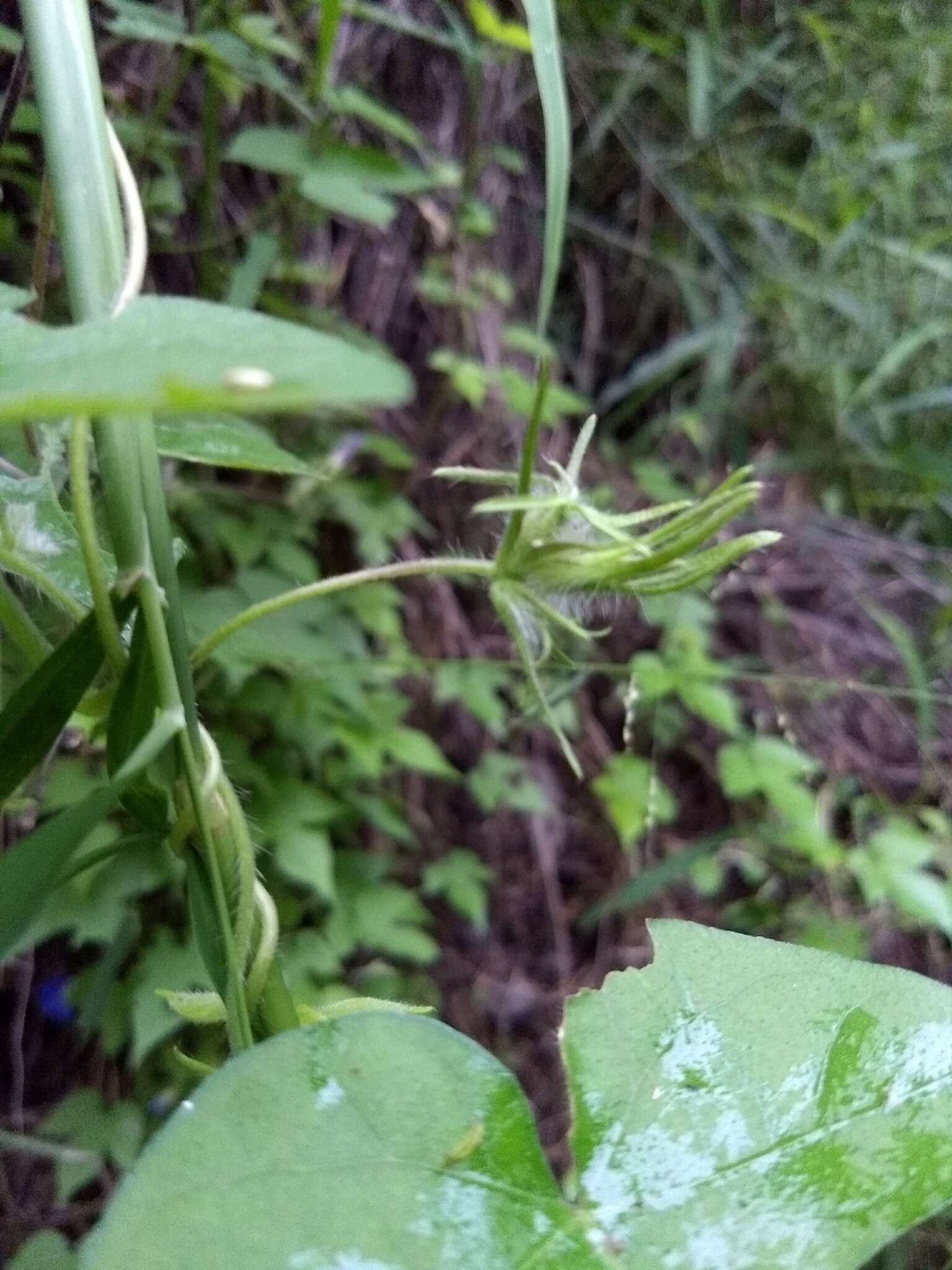 Image of whiteedge morning-glory