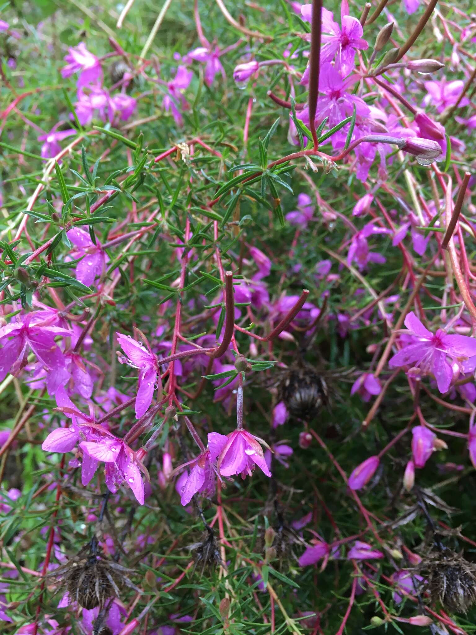 Image de Epilobium dodonaei Vill.