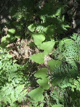 Smilax jamesii G. A. Wallace resmi