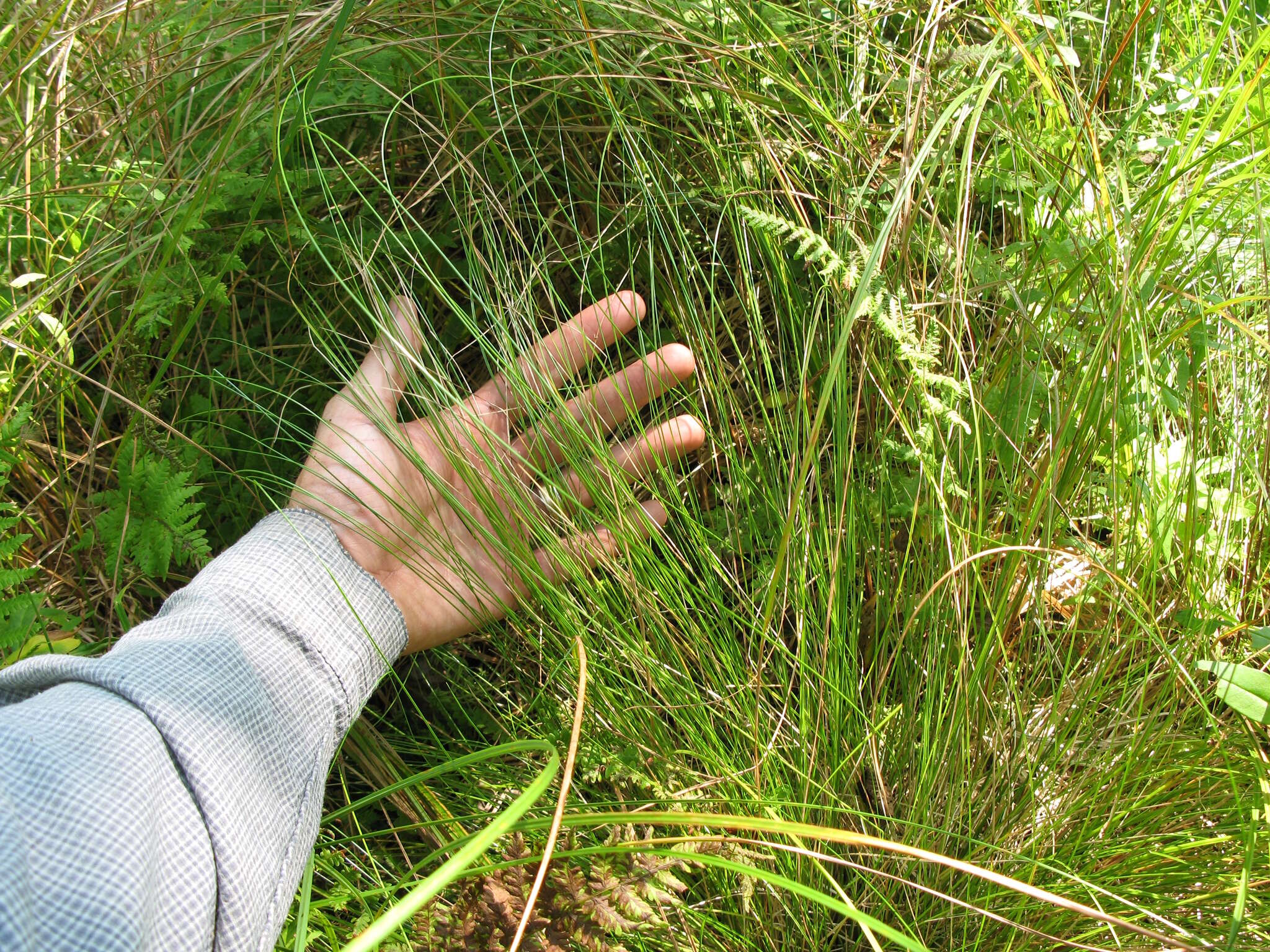 Image of prickly bog sedge