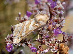 Plancia ëd Lacydes spectabilis (Tauscher 1806)