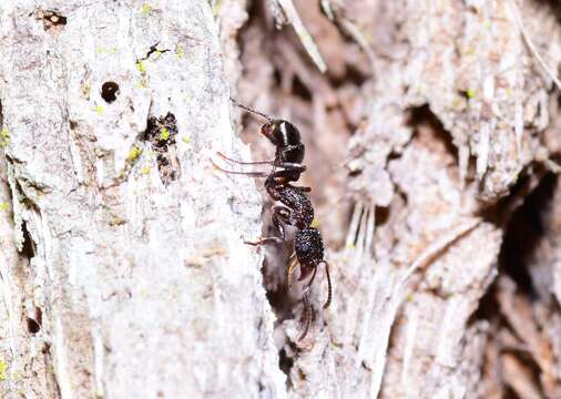 Image of Rhytidoponera anceps Emery 1898