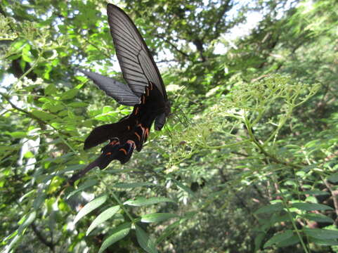 Sivun Papilio macilentus Janson 1877 kuva