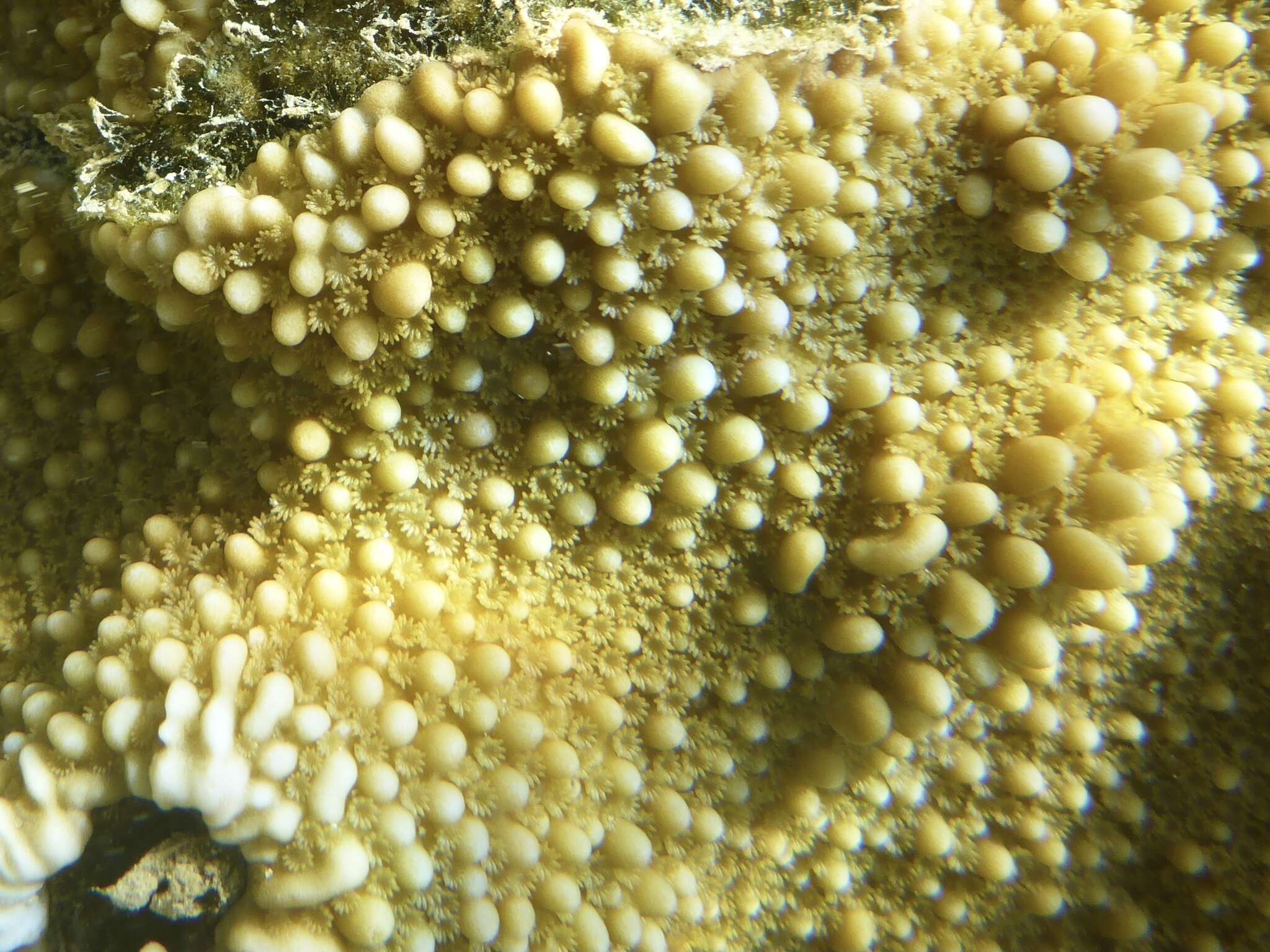 Montipora capitata (Dana 1846)的圖片