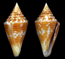 Image de Conus acutangulus Lamarck 1810