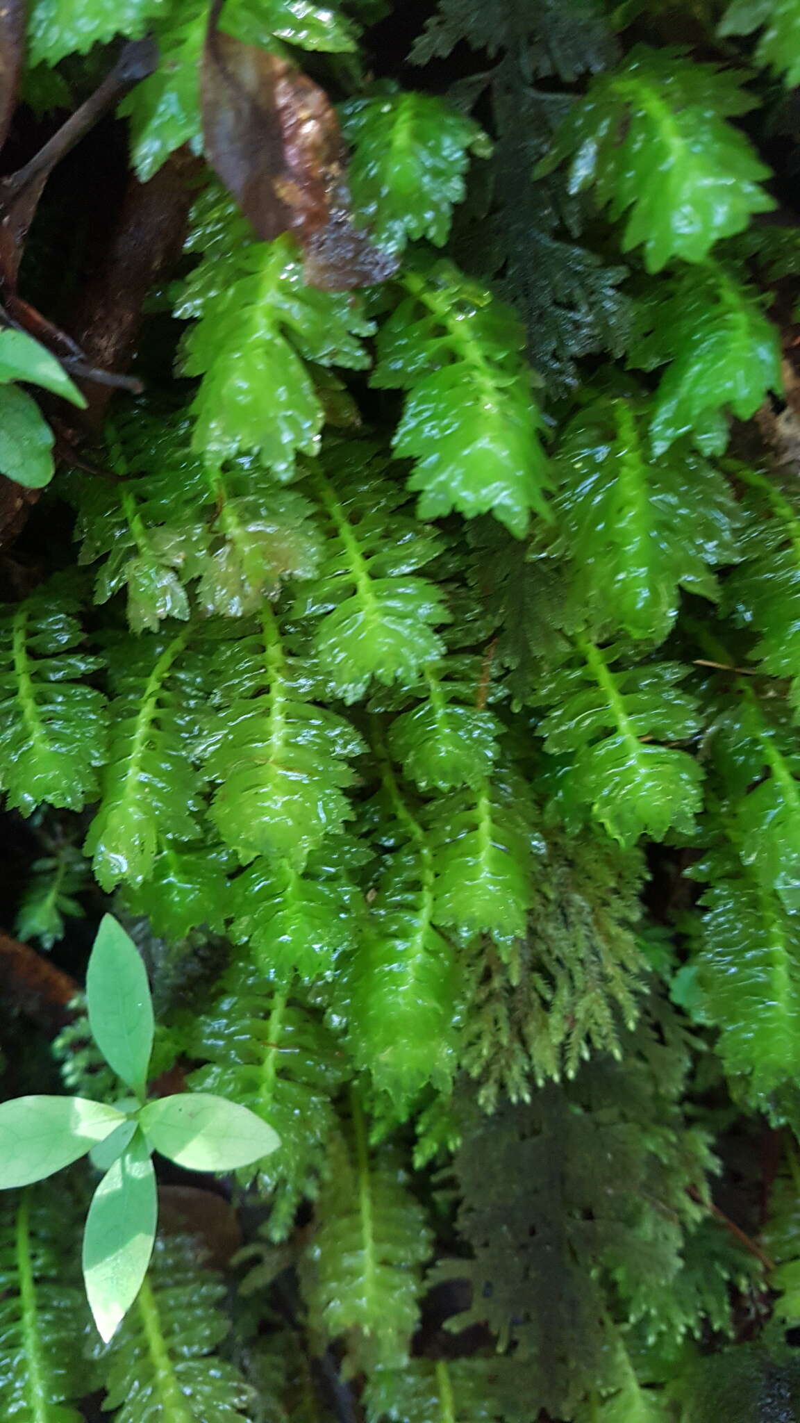 Image of Schistochila appendiculata (Hook.) Dumort. ex Trevis.