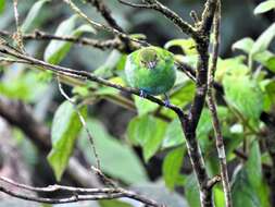 Image of Rufous-winged Tanager