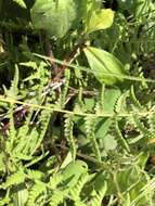 Image of Woodsia mollis (Kaulf.) J. Sm.