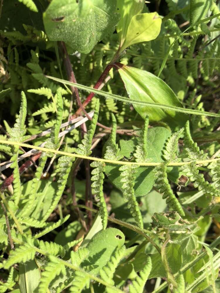 Image of Woodsia mollis (Kaulf.) J. Sm.