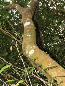 Imagem de Allophylus natalensis (Sond.) de Winter