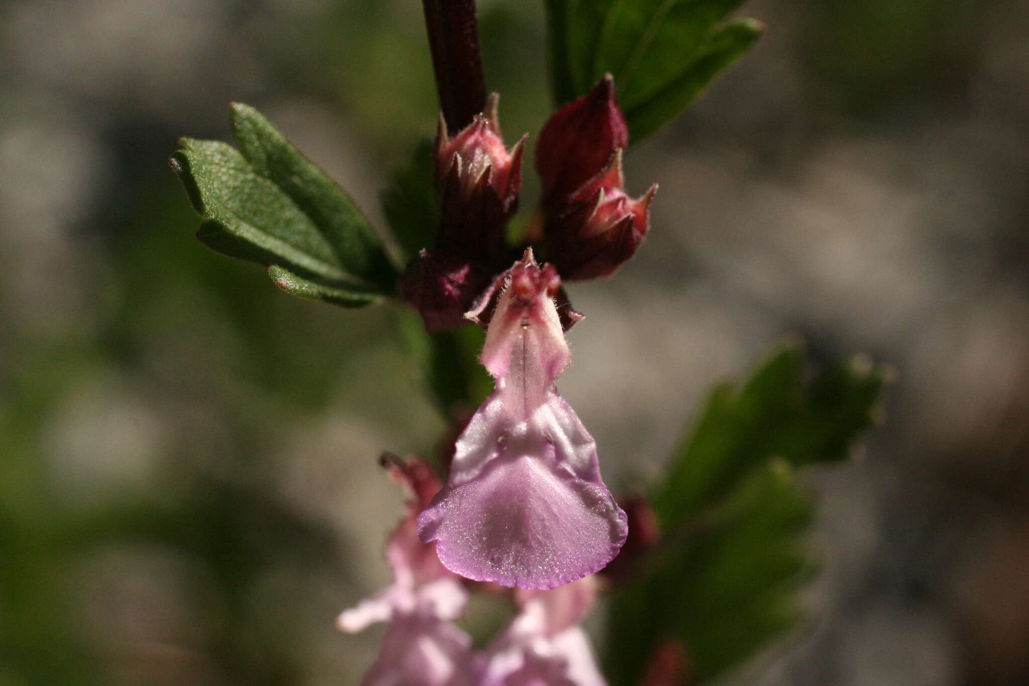 Image of Teucrium lucidum L.