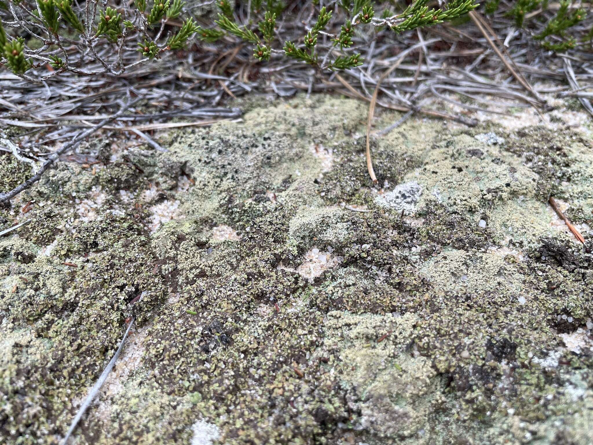 Image of granular trapeliopsis lichen