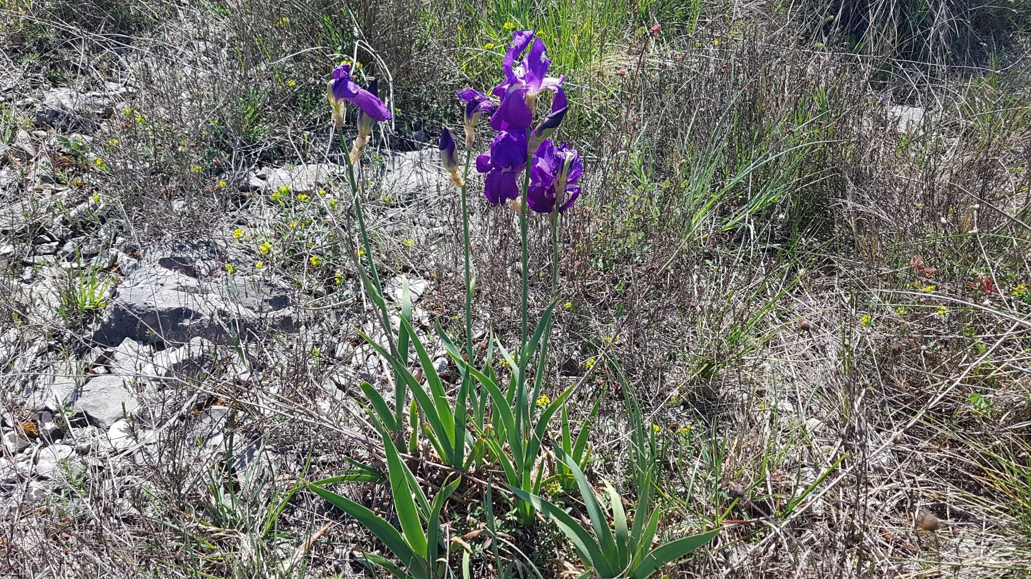 Imagem de Iris pallida subsp. illyrica (Tomm. ex Vis.) K. Richt.