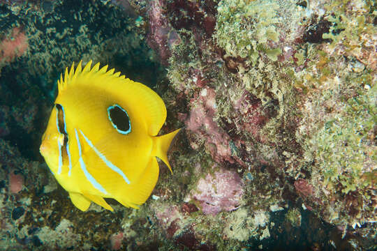 Image of Archer Butterflyfish