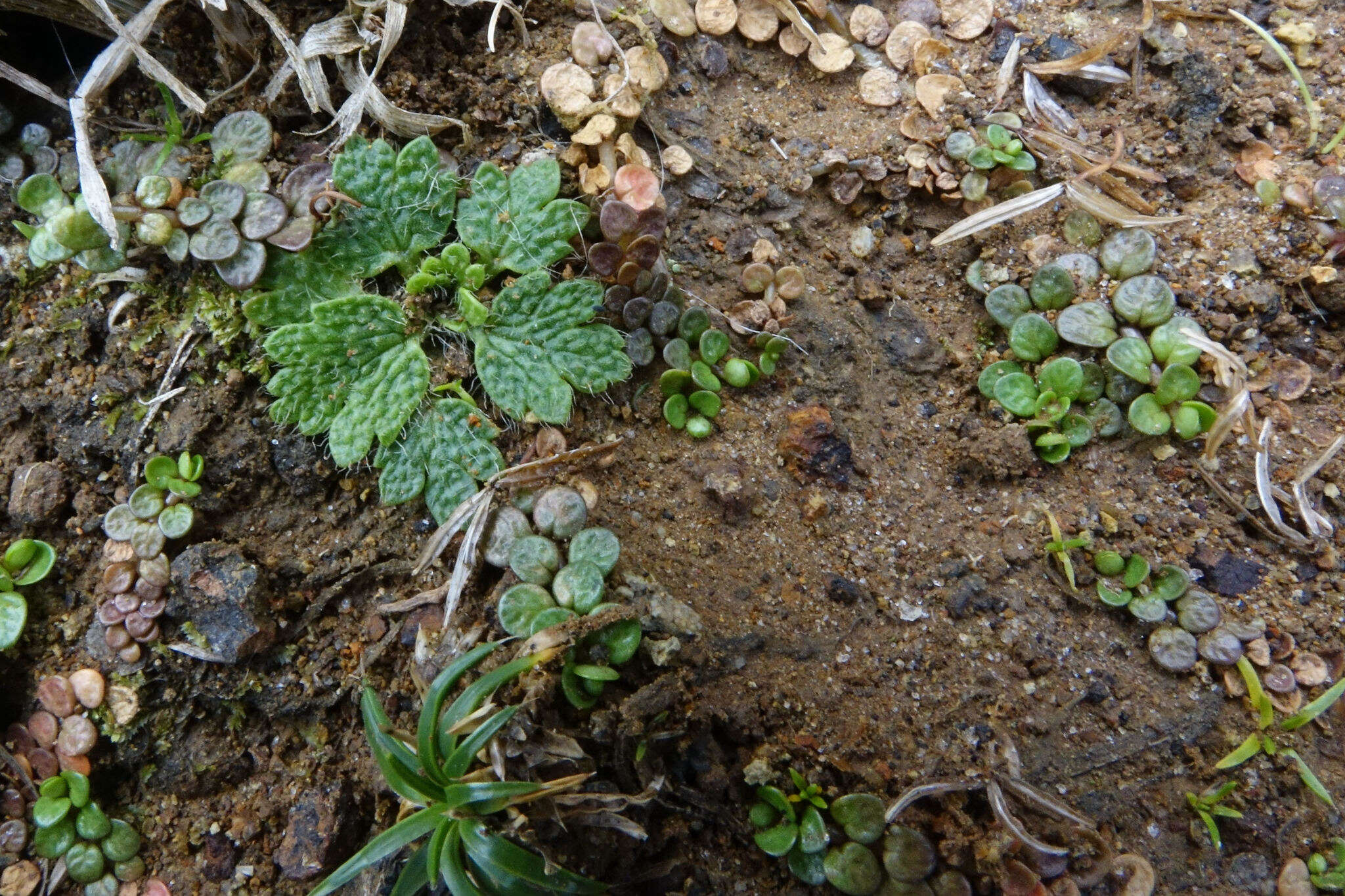 صورة Ranunculus recens T. Kirk