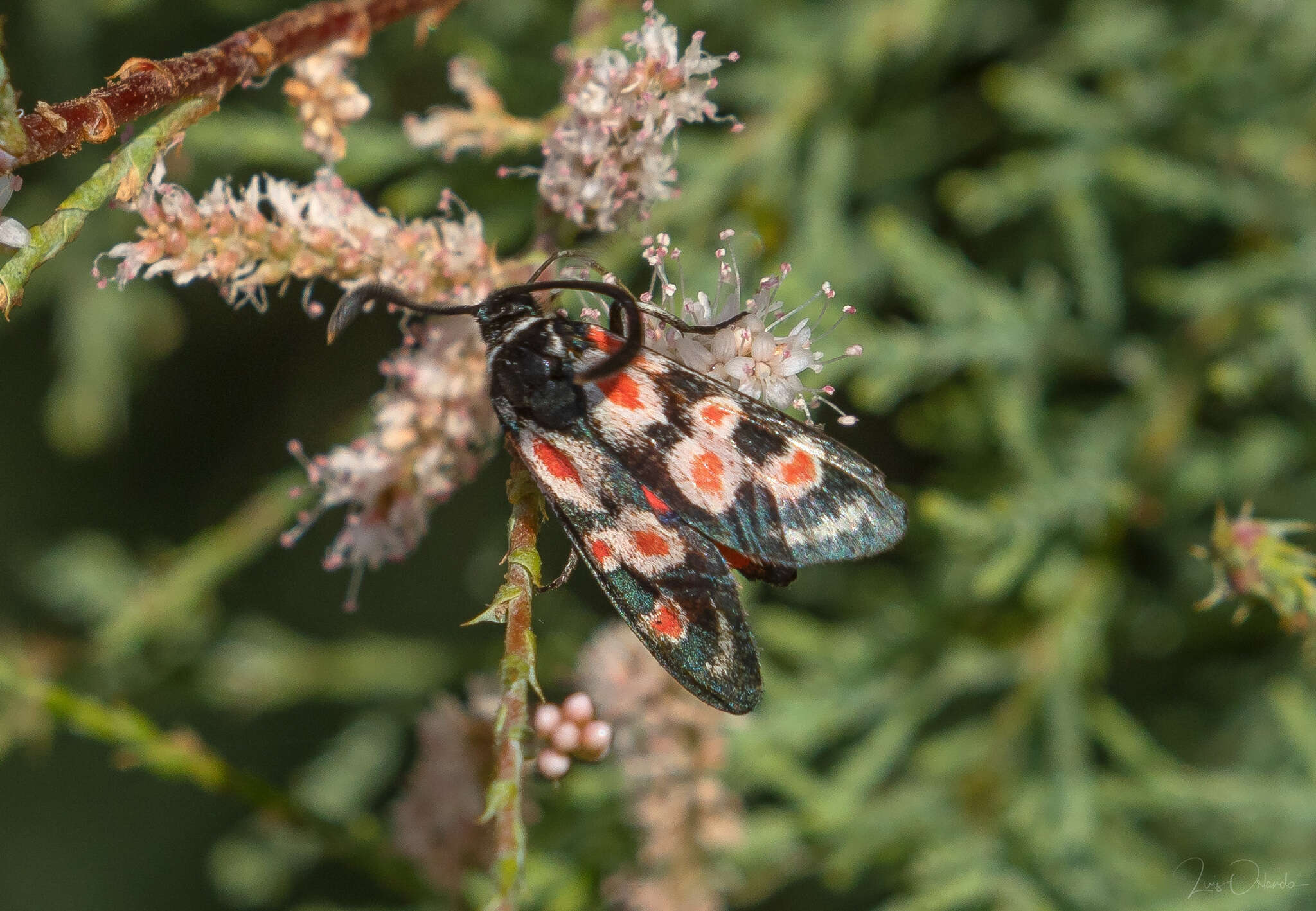 Plancia ëd Zygaena occitanica Villers 1789