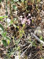 Plancia ëd Asperula hirsuta Desf.