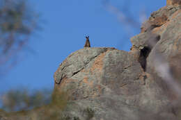 Image of Black-flanked Rock Wallaby