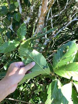 Image of Symplocos cochinchinensis var. philippinensis (Brand) Nooteboom