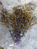 Image of Sargassum vulgare